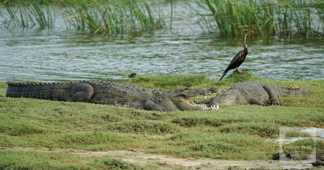 Crocodiles and a snakebird beside water in Yala National Park, Sri Lanka
