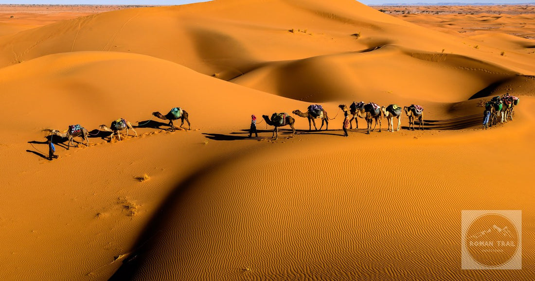 A camel caravan crossing dunes at Zagora, Morocco