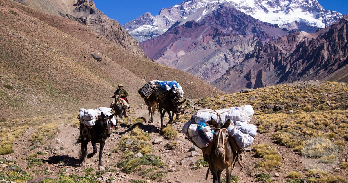 Pack mules carrying supplies through the Andes at Las Heras, Argentina
