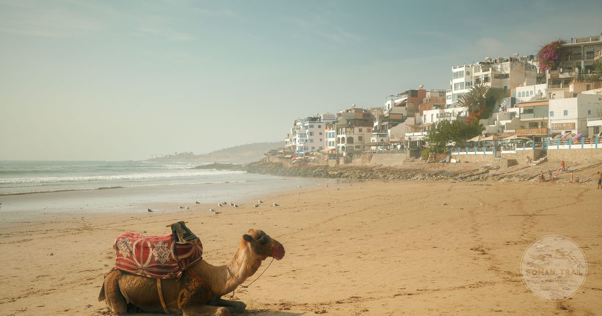 A camel resting on a Moroccan beach with white buildings behind it, Agadir packing list for women by Roman Trail Outfitters