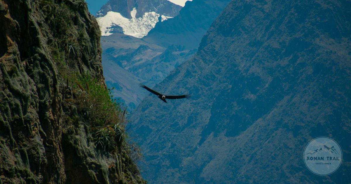 An Andean condor over the Colca Canyon with snow peaks behind, Peru