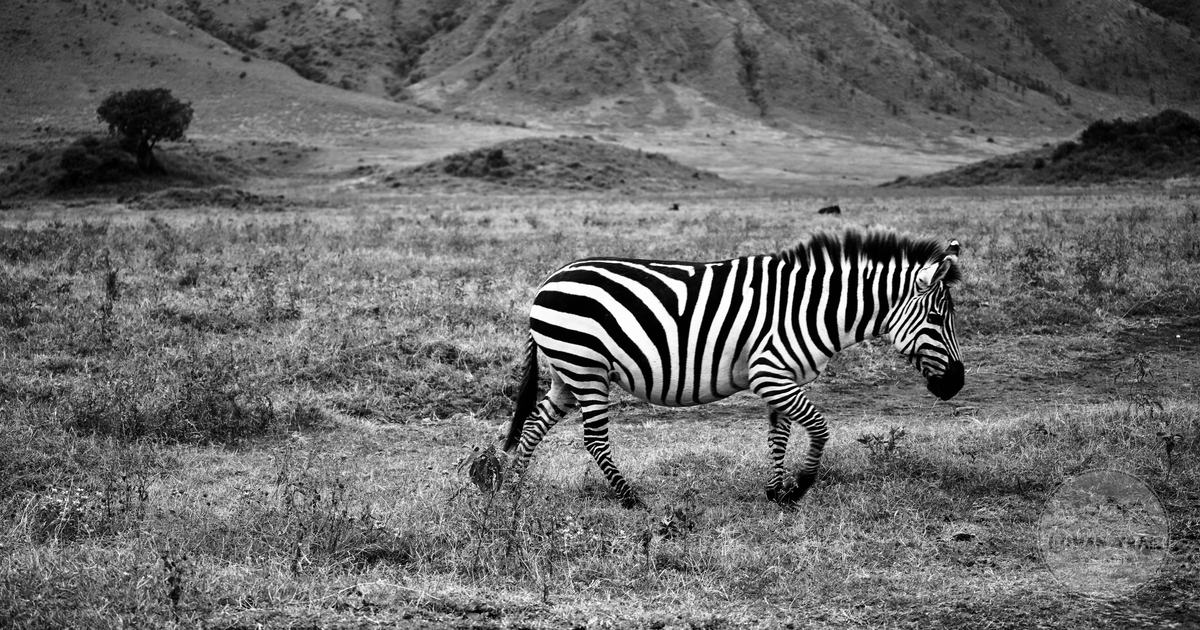 A zebra walking through open grassland in the Arusha region, Arusha packing list for women by Roman Trail Outfitters