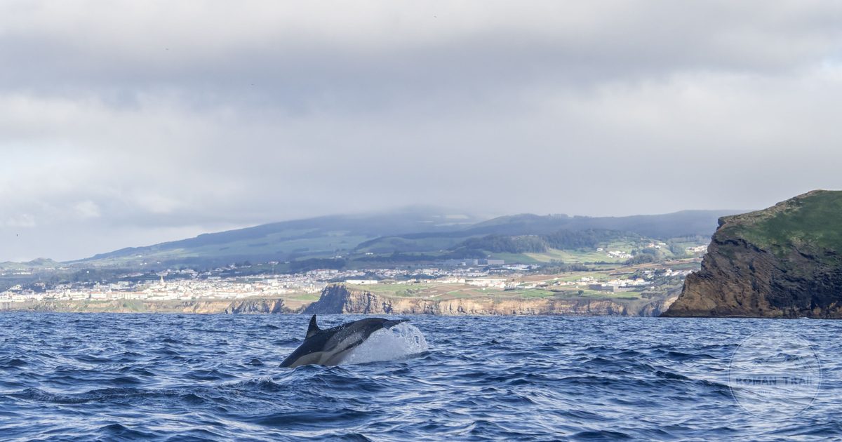 Humpback whale breaching near coastal cliffs in the Azores, Portugal