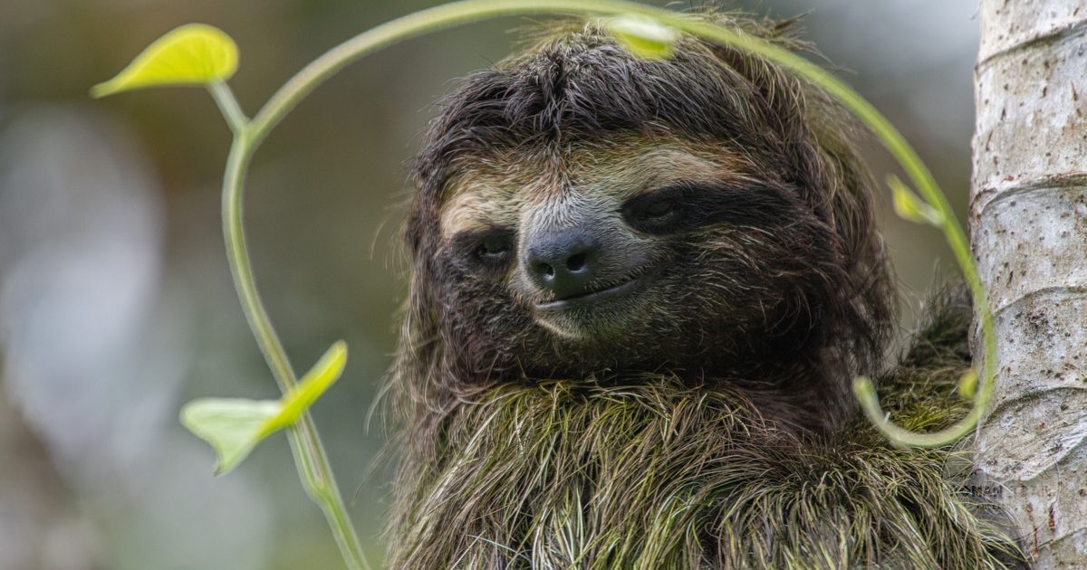 A sloth resting in a tree at Bocas del Toro, Panama
