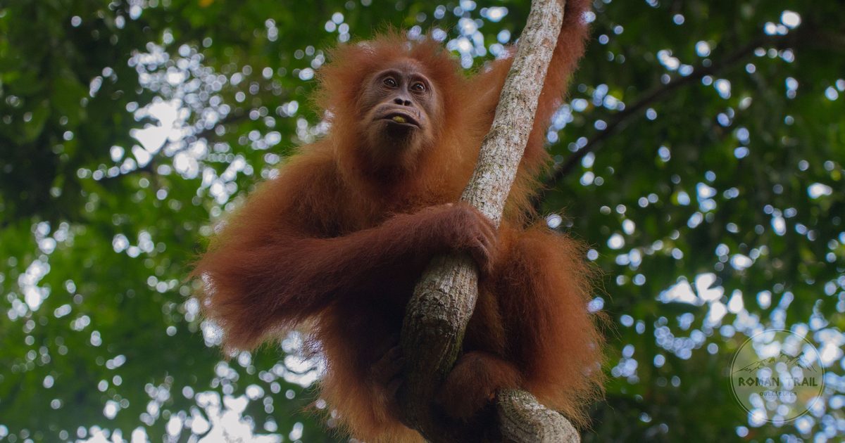 A wild orangutan climbing a tree in Bornean rainforest, Borneo Malaysia packing list for women by Roman Trail Outfitters