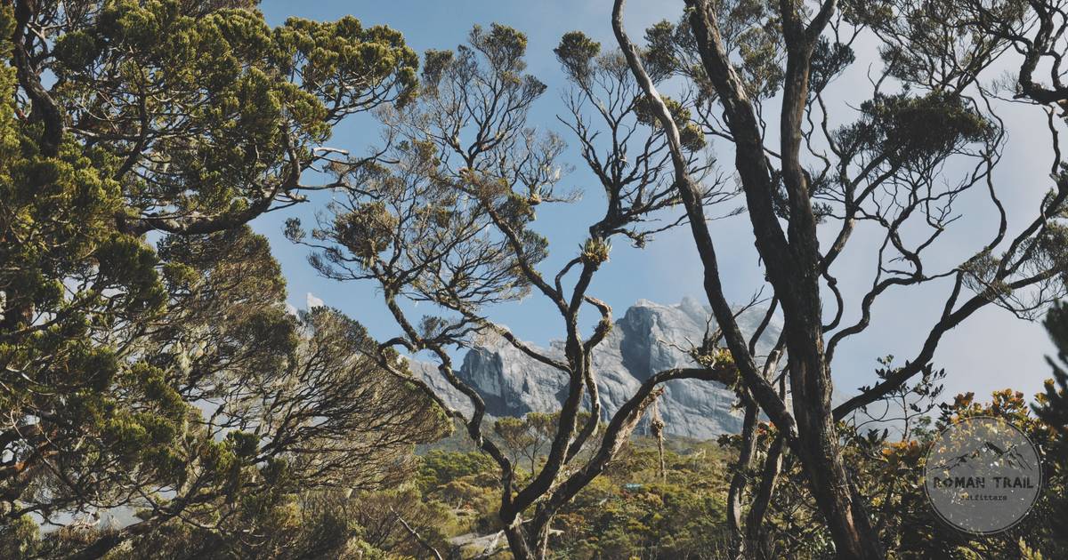 Dense tropical rainforest on the slopes below Mount Kinabalu, Borneo Malaysia packing list for women by Roman Trail Outfitters