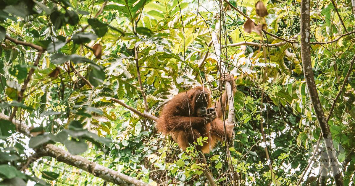 An orangutan sitting among dense foliage in a rainforest canopy