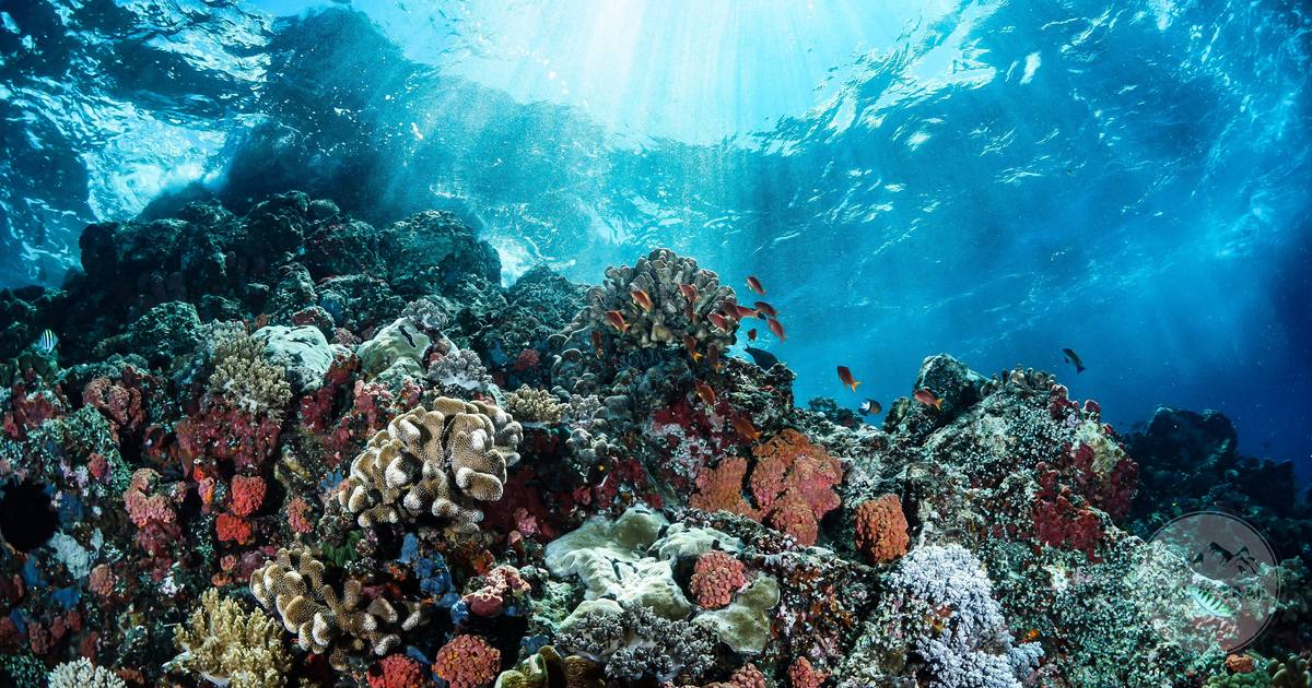 A coral reef and marine life in the clear water off Manado, Indonesia