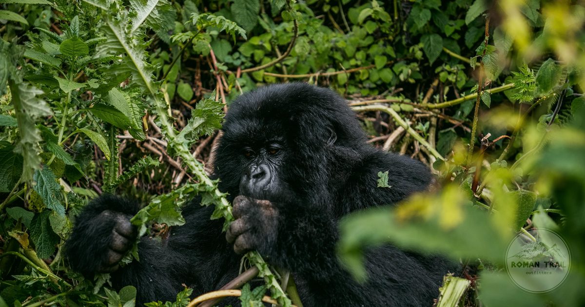 A mountain gorilla eating vegetation in dense jungle