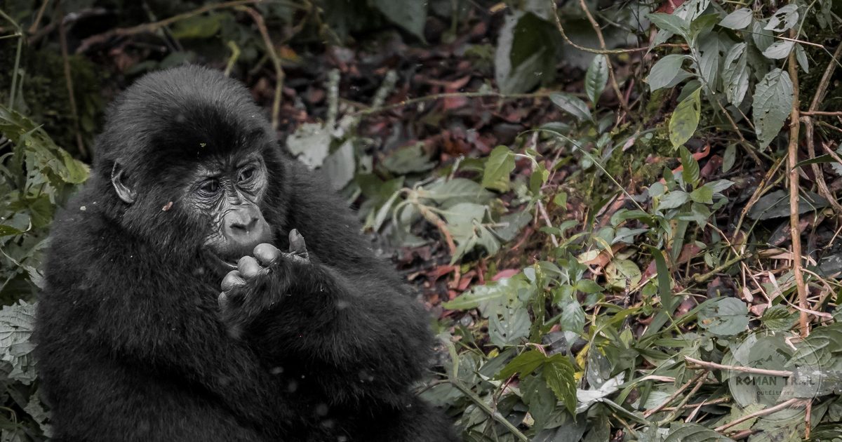 A mountain gorilla in dense jungle in Uganda