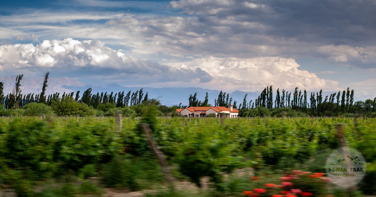 A vineyard under a dramatic sky at Cafayate, Salta, Argentina