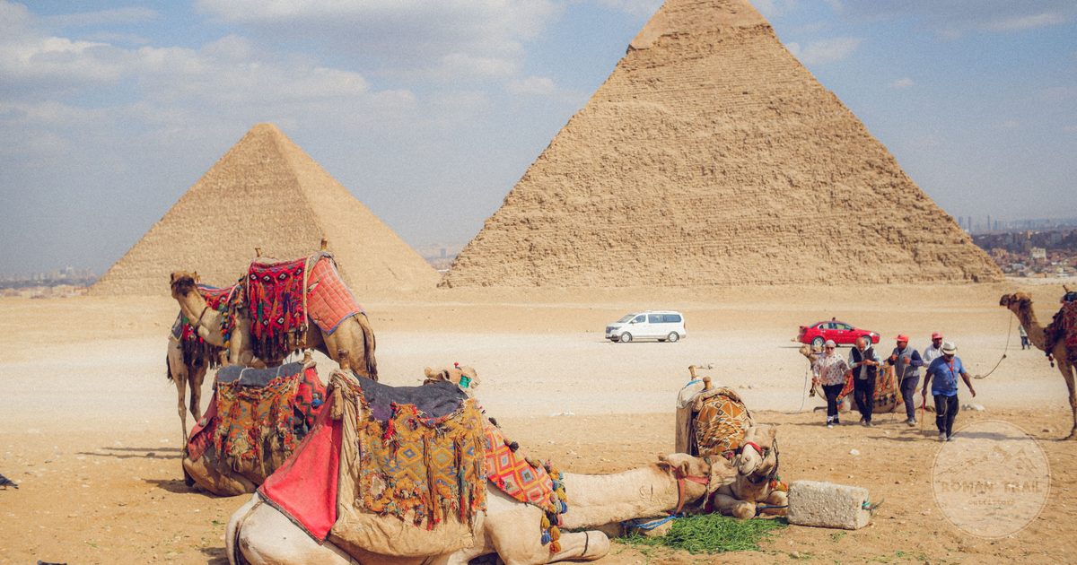 Camels resting near the Giza pyramids outside Cairo, Egypt