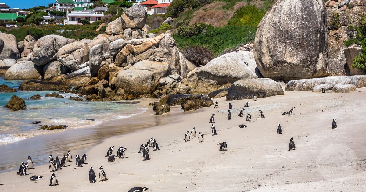 African penguins on the sand at Boulders Beach near Simon's Town, South Africa