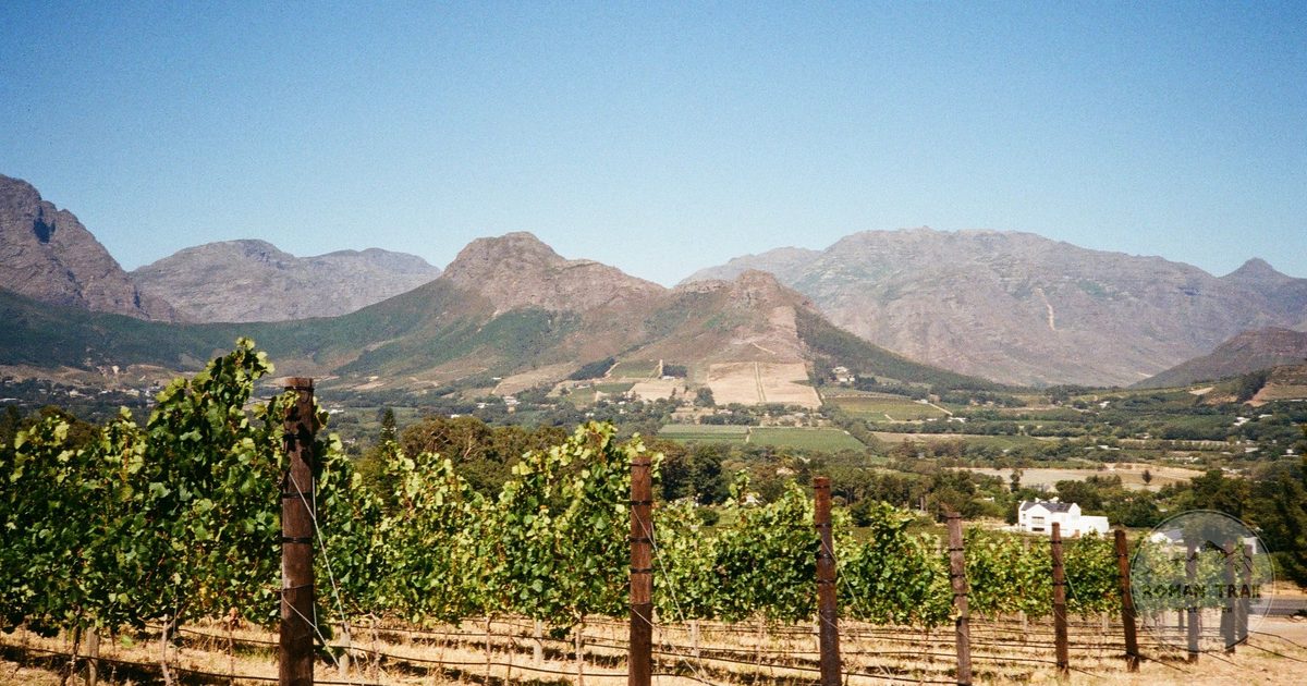 A vineyard at Franschhoek in the Cape Winelands with mountains behind