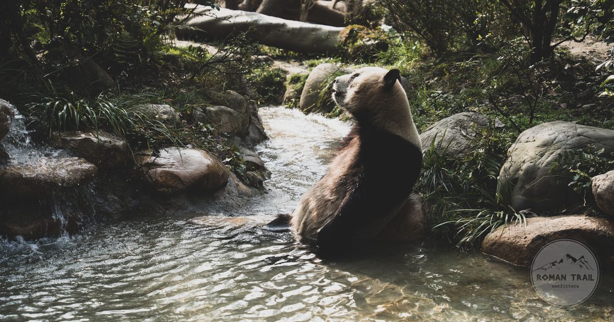 A giant panda sitting beside a stream in Chengdu, Sichuan, China