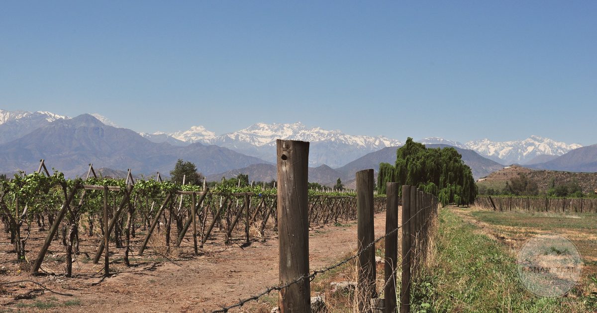 Vineyard rows with the Andes Mountains behind, Santiago Metropolitan Region, Chile