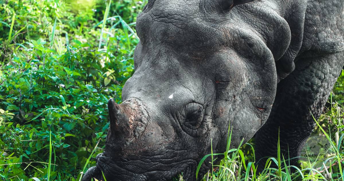A rhinoceros grazing in greenery at Narayani, Nepal
