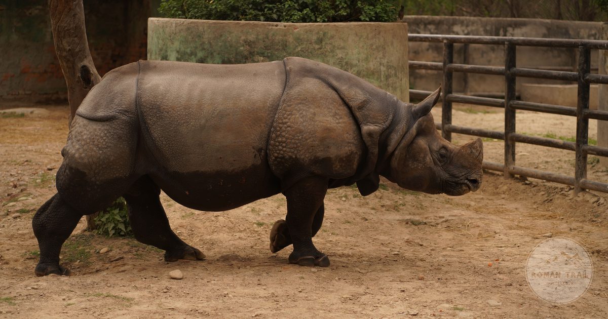 An Indian rhinoceros in a nature reserve in Nepal