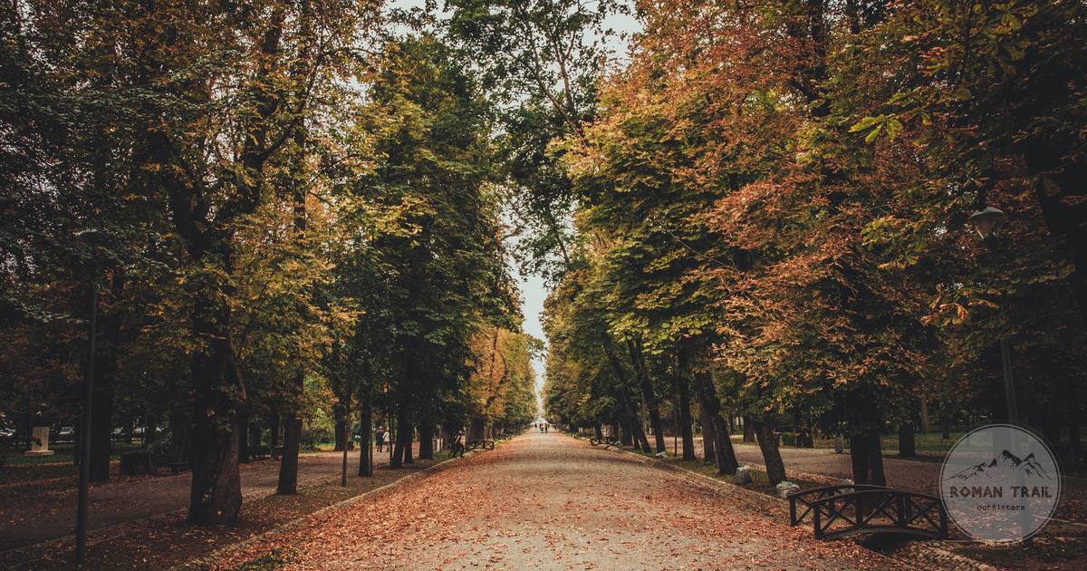 A tree lined path in autumn in Cluj-Napoca, Romania