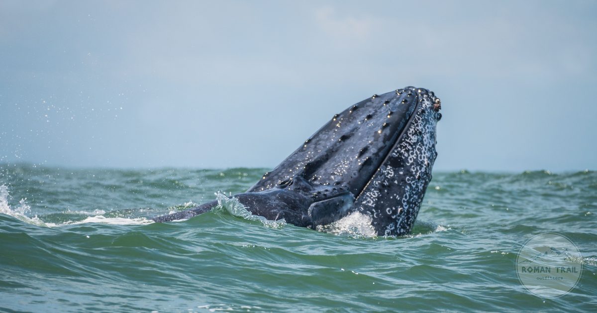 Humpback whale breaching in Bahia Malaga on Colombia's Pacific coast