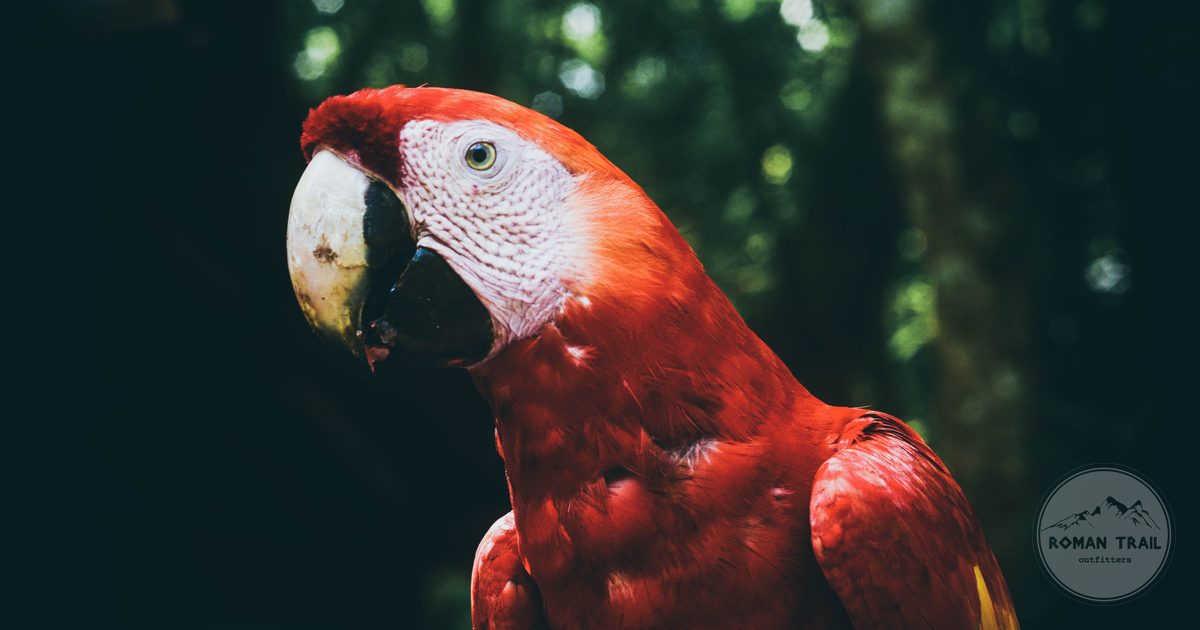 A scarlet macaw in the jungle at Copan Ruinas, Honduras