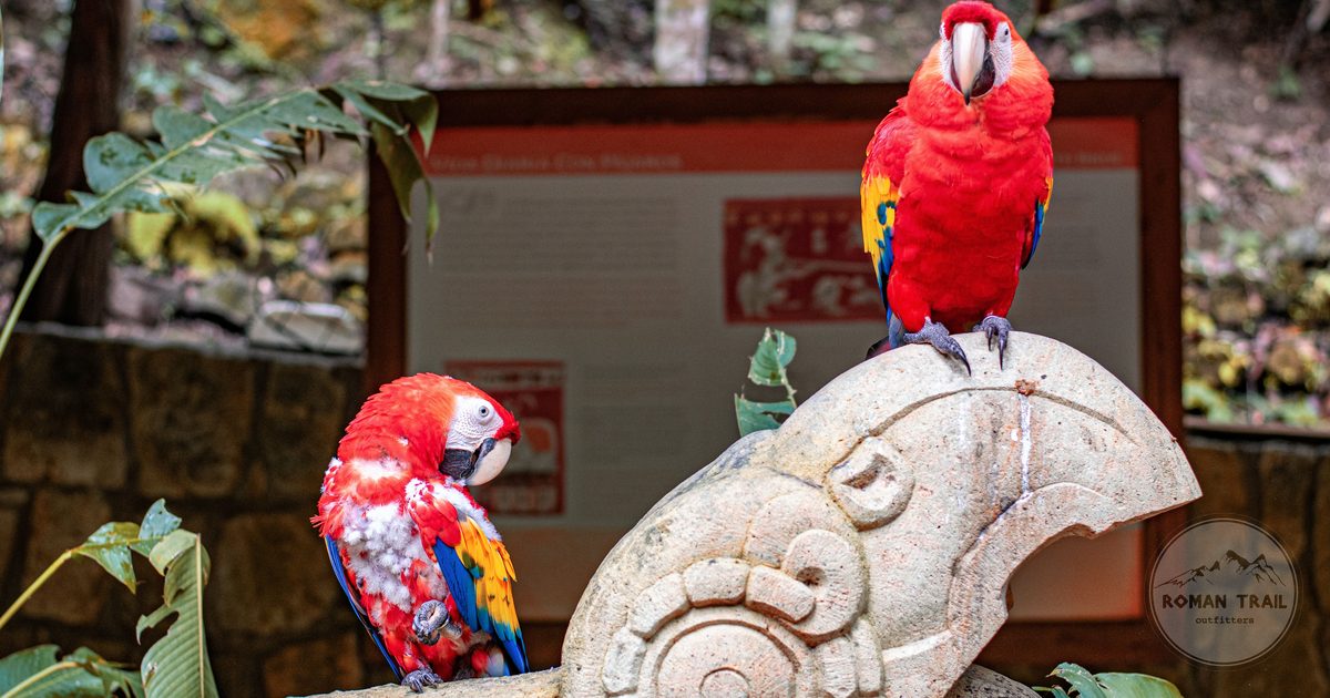 Two scarlet macaws perched on a carved stone sculpture