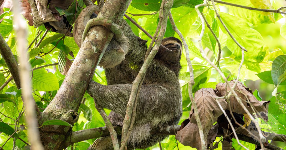 Three-toed sloth resting in the rainforest canopy, Costa Rica