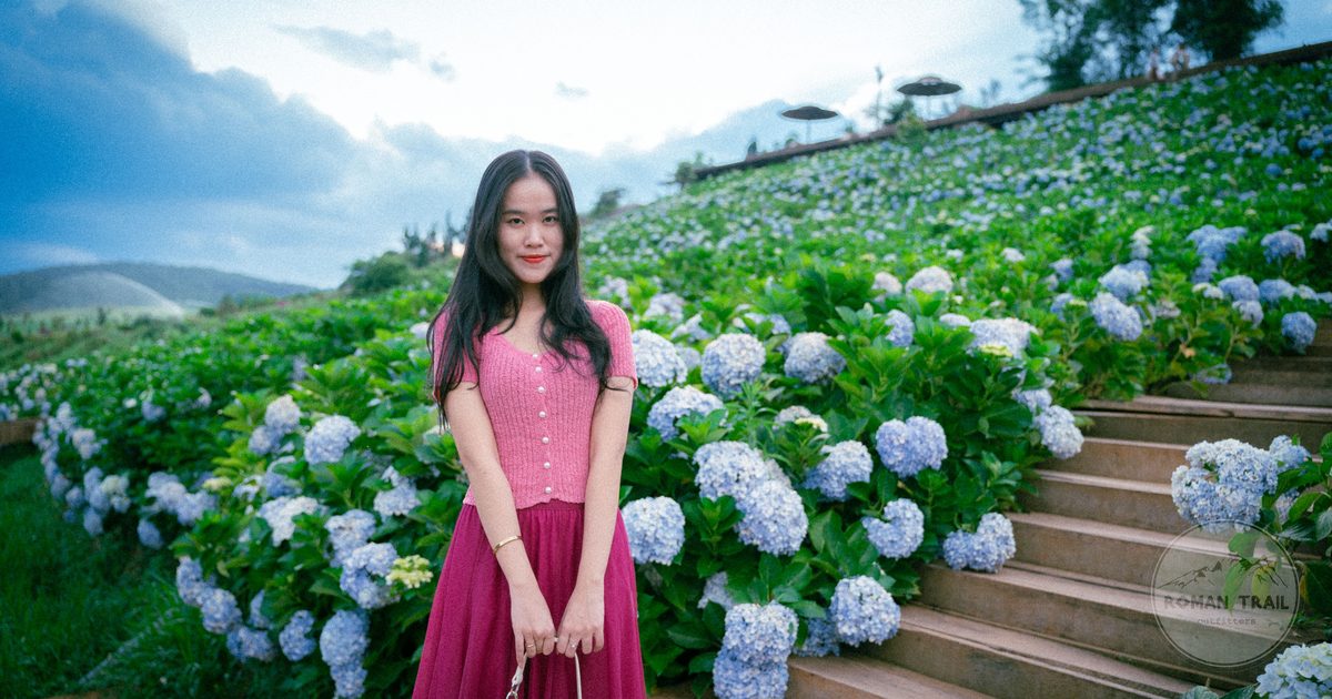 A woman standing in a hydrangea field at Da Lat, Vietnam