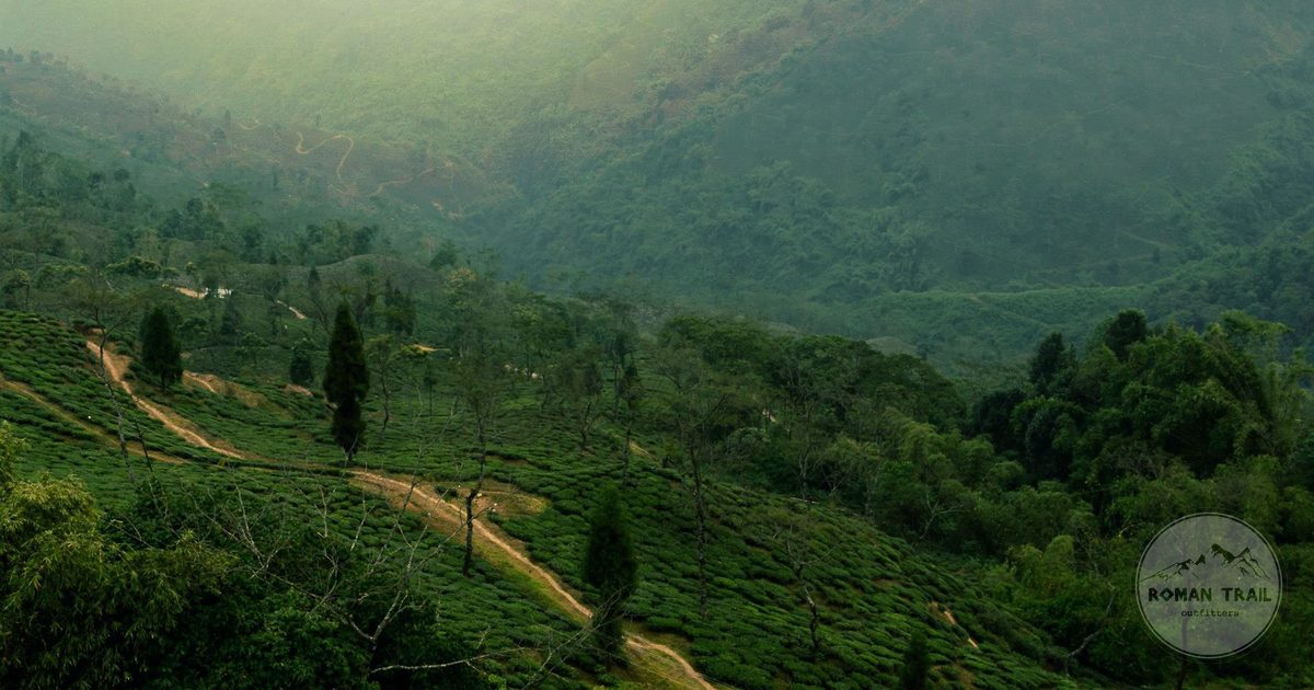 Tea plantations covering the hills around Darjeeling, Darjeeling packing list for women by Roman Trail Outfitters