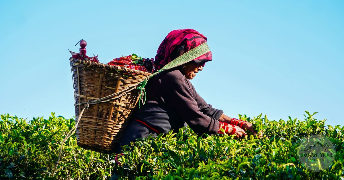 A tea picker harvesting leaves on a Darjeeling estate, Darjeeling packing list for women by Roman Trail Outfitters