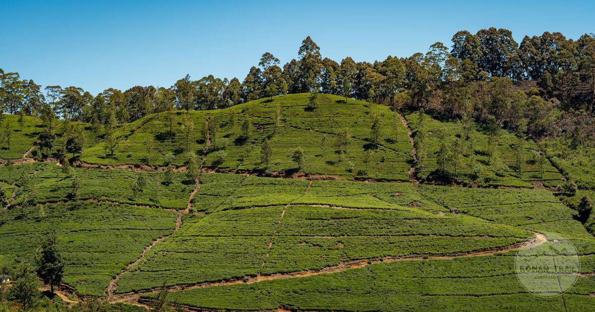 A tea plantation in the hill country of Sri Lanka under clear skies