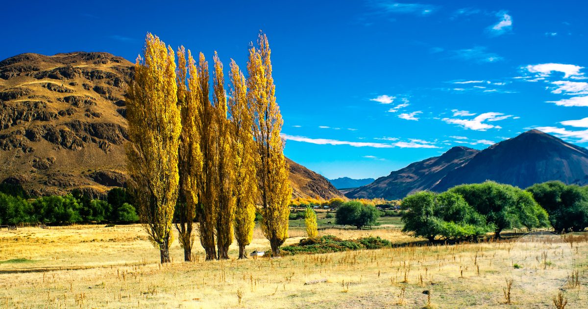 Golden autumn trees and mountains in Esquel, Chubut Province, Argentina