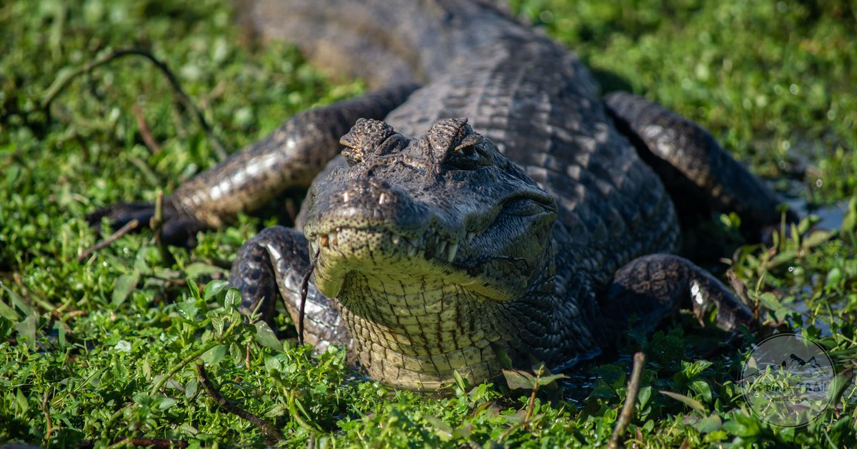 A yacare caiman basking in the sun in Corrientes, Argentina