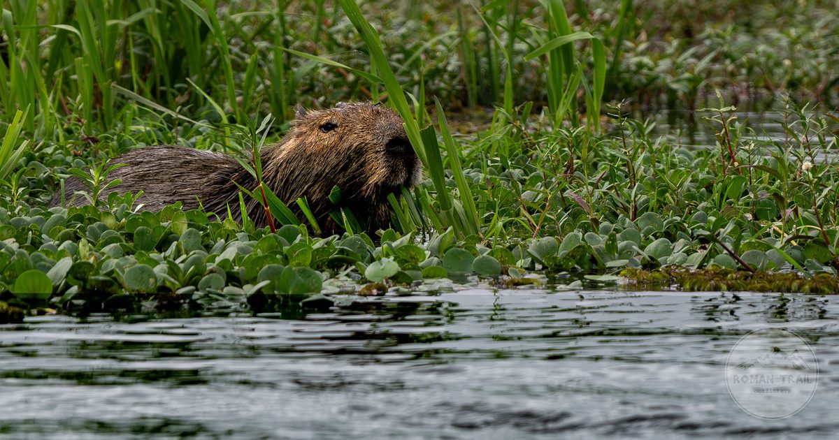 A capybara in the wetlands of Corrientes, Argentina