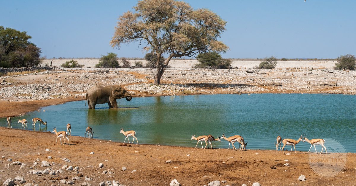 An elephant and springbok at the Okaukuejo waterhole in Etosha National Park, Namibia