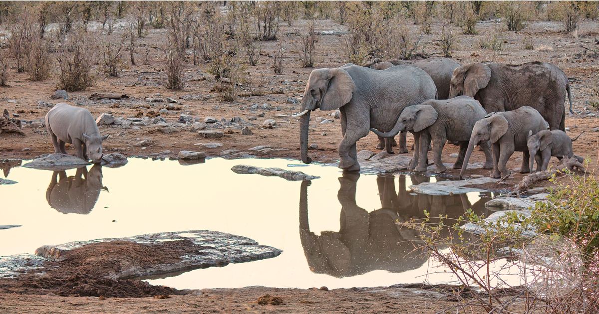 Elephants and a rhino gathered at a waterhole in Etosha National Park, Namibia