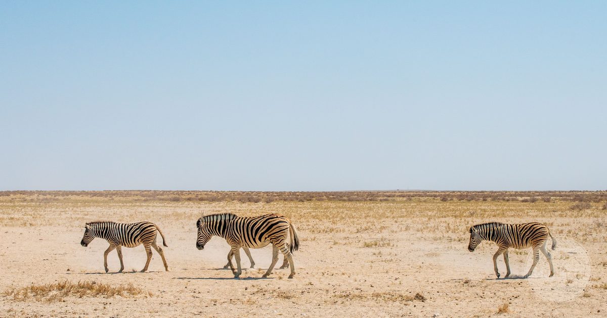Zebras walking the arid landscape of Etosha National Park, Namibia