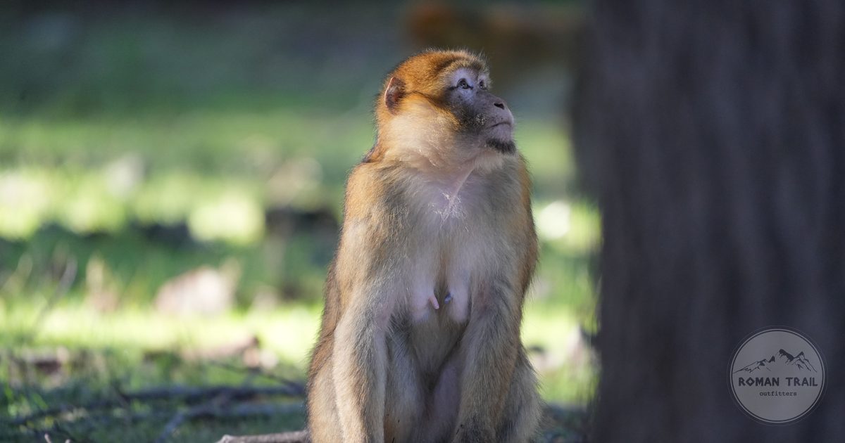A Barbary macaque in the cedar forest at Azrou in the Middle Atlas, Morocco