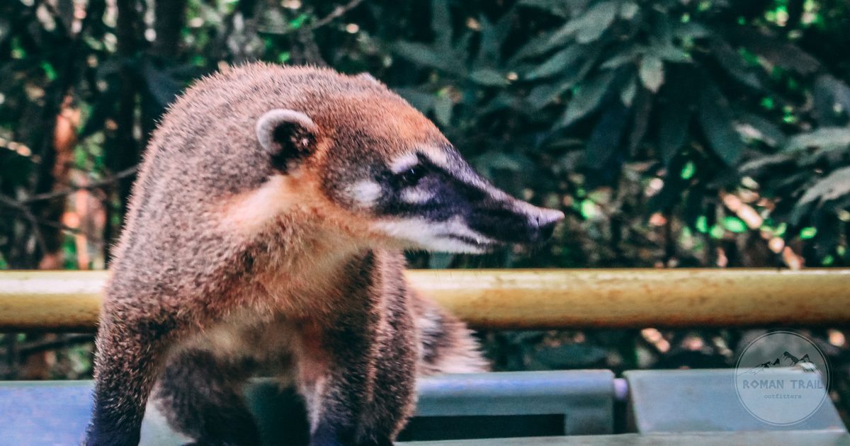 A South American coati in the forest at Foz do Iguacu, Brazil