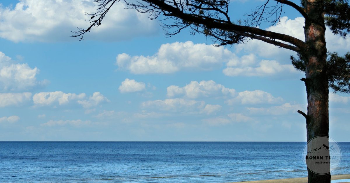 Pine trees and sandy shore at Jurmala beach on the Baltic coast, Latvia