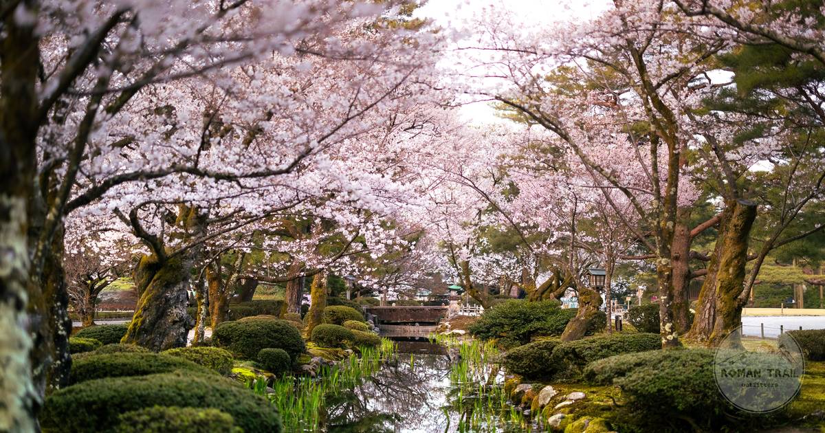 Cherry blossom over a quiet pond in Kanazawa, Kanazawa packing list for women by Roman Trail Outfitters