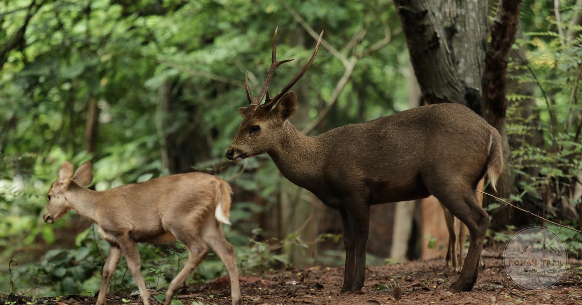 Wild deer in forest, Thailand
