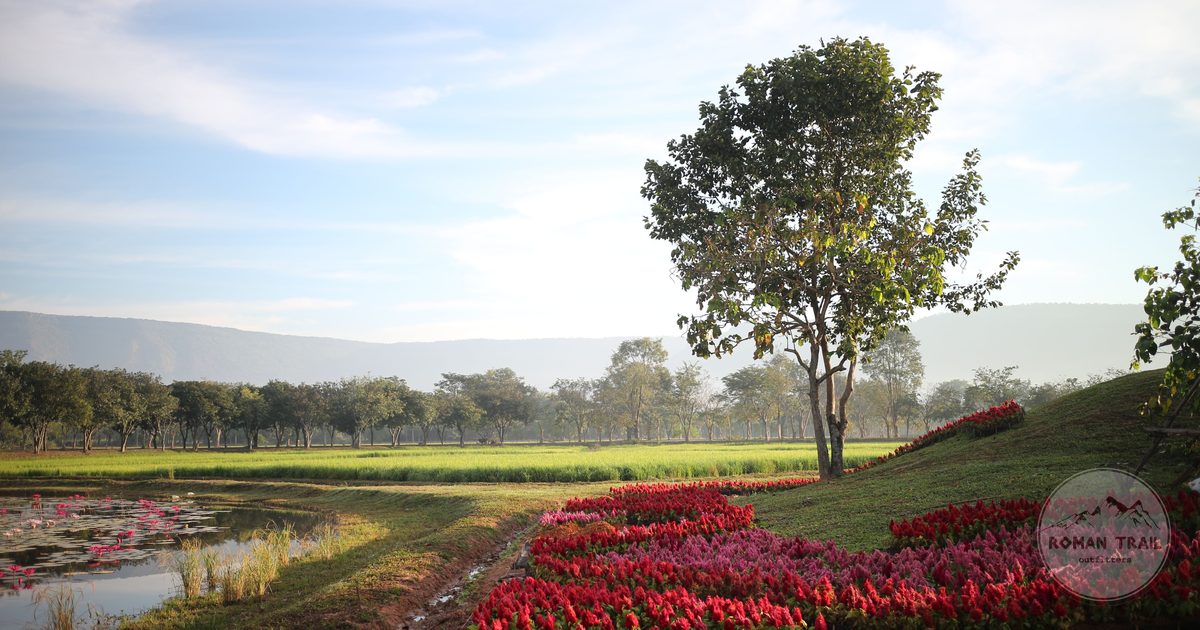 Celosia flowers beside a pond in Nakhon Nayok province, Thailand
