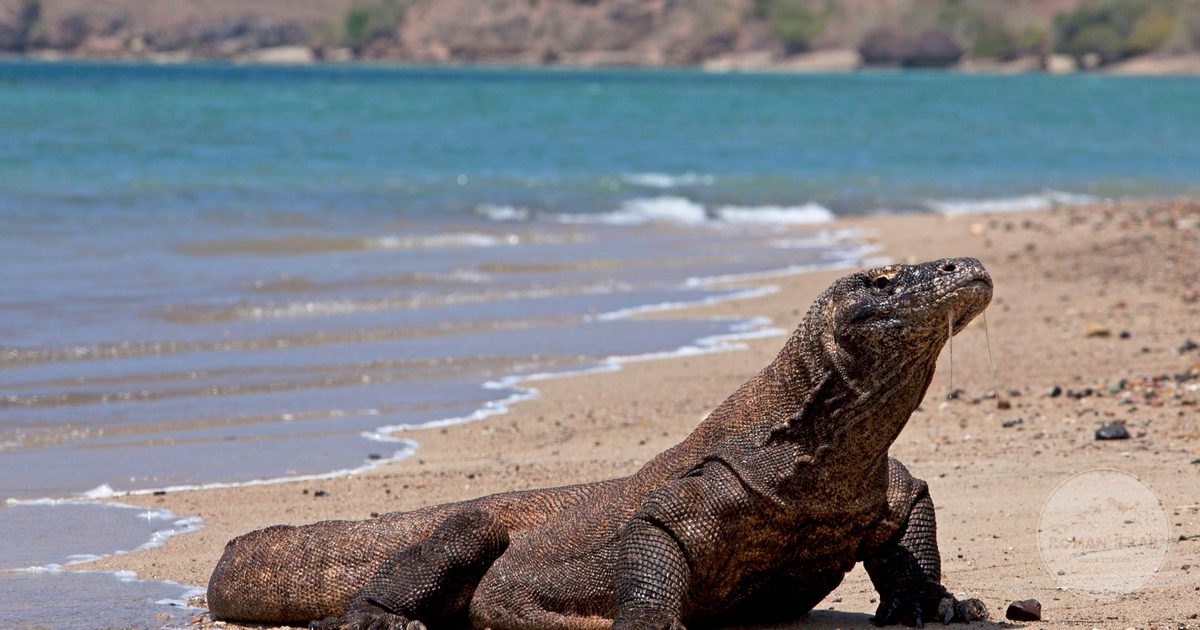 A Komodo dragon resting on a sandy beach above the sea, Komodo packing list for women by Roman Trail Outfitters