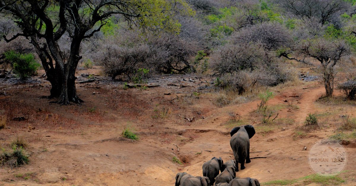 A herd of African elephants walking through Kruger National Park, South Africa