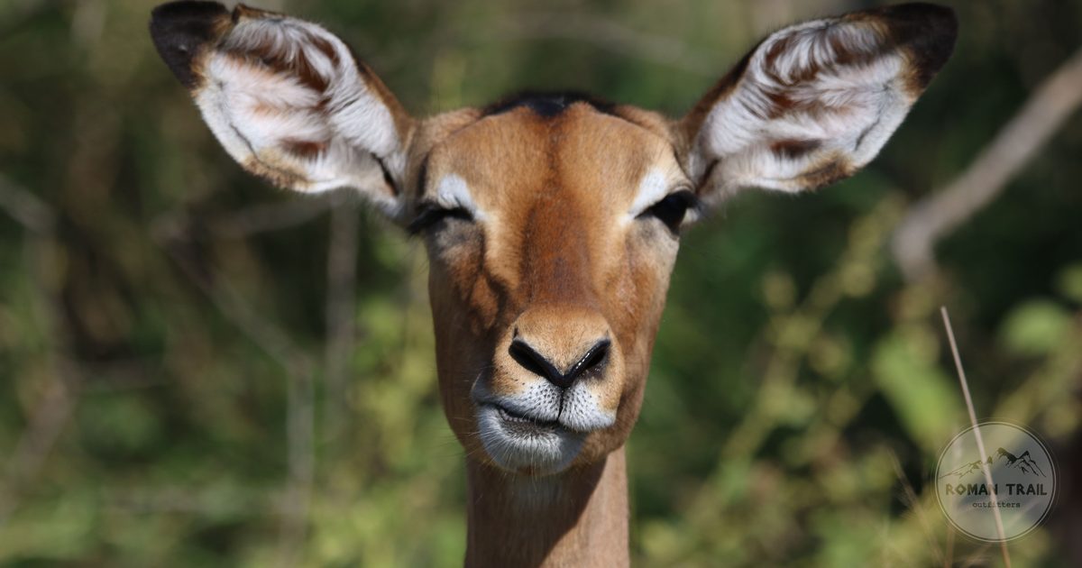 A close view of an impala in Kruger National Park, South Africa