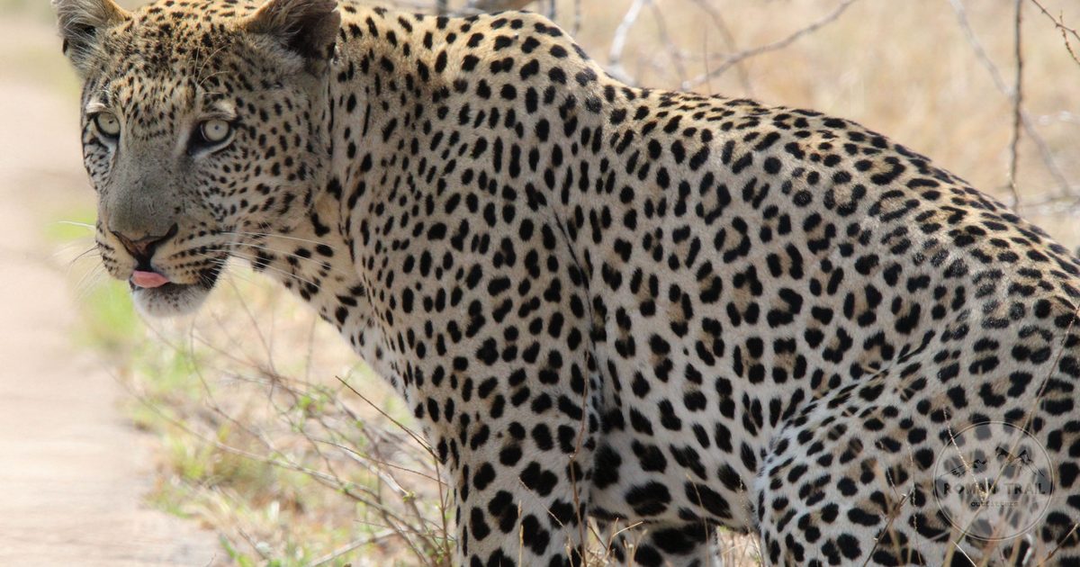A leopard showing its spotted coat in Kruger National Park, South Africa