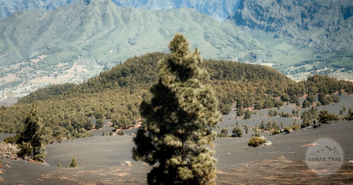 A Canary pine on volcanic terrain on La Palma, Canary Islands