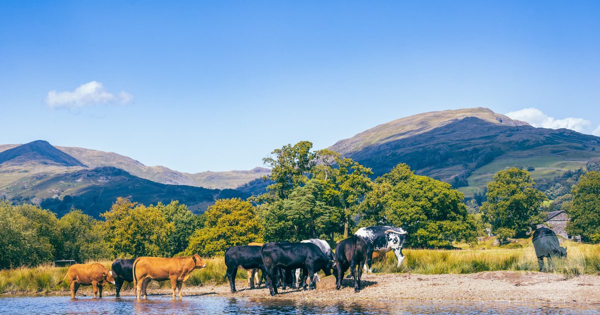 Cattle grazing beside a lake in the Lake District, England
