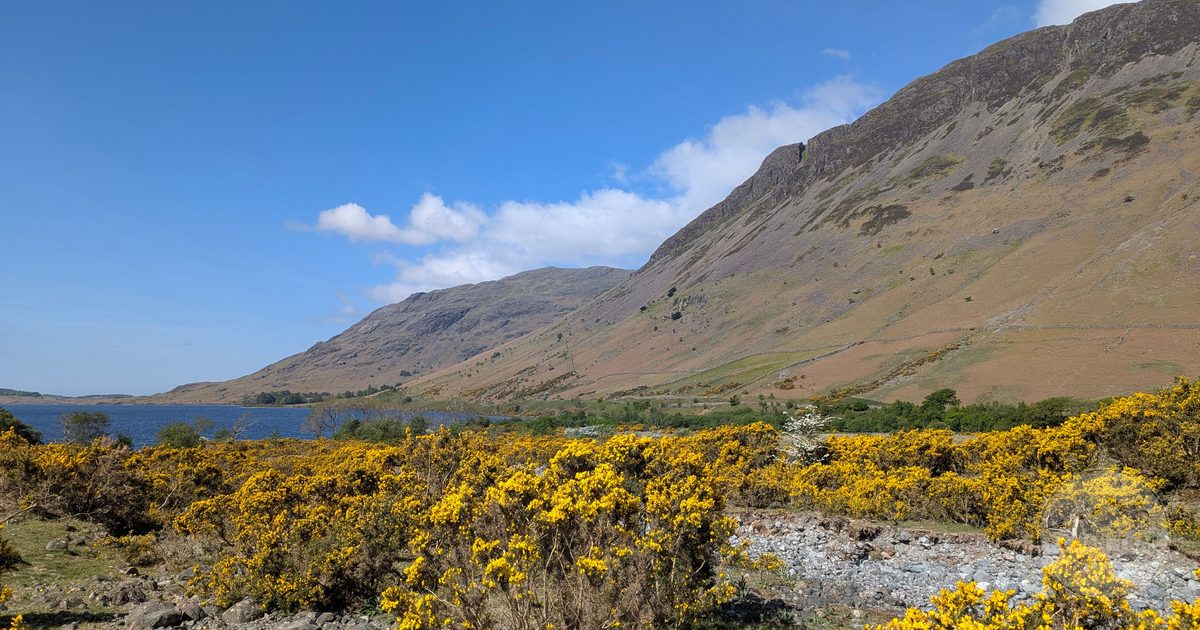 Spring gorse, fells and a lake in the Lake District, England